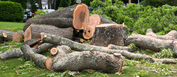 Best Tree Risk Assessment  in Tarkio, MO