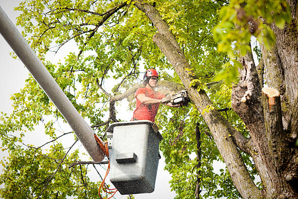 Best Pest Control for Lawns  in Tarkio, MO