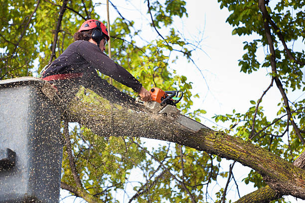 Best Palm Tree Trimming  in Tarkio, MO