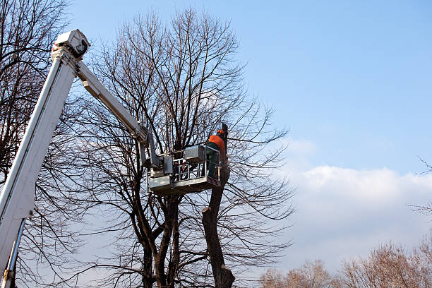 Best Fruit Tree Pruning  in Tarkio, MO